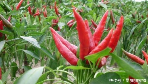 餐饮|做餐饮的,为何都做不过川菜