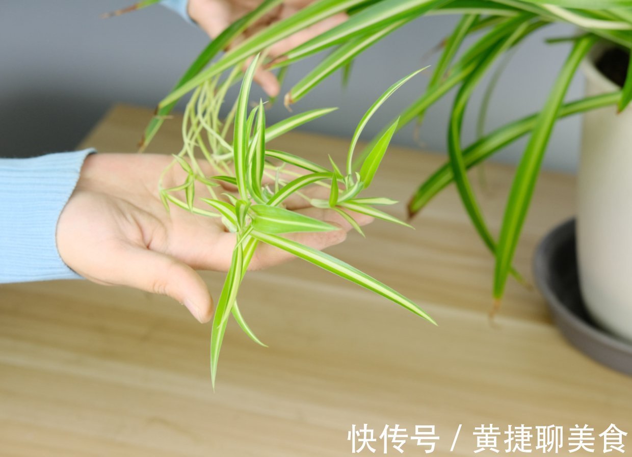 为什么吊兰总干尖？4个原因导致，对症下药好得快