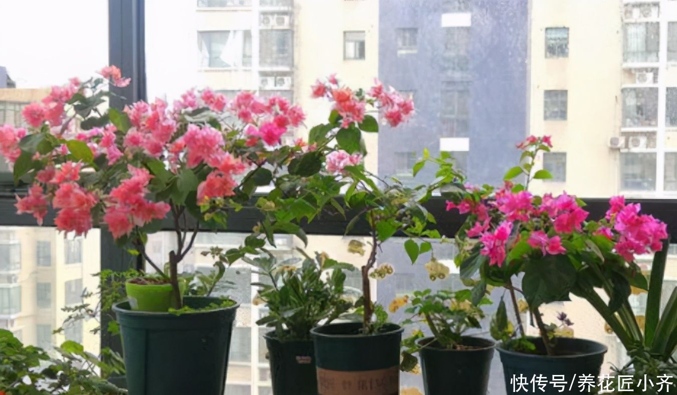 封闭阳台里养花，要给花准备“电器”，只有舍得电费，才能养好花
