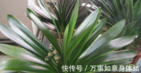 盆栽君子兰，这3方面全做对了，才能“攻克”不开花的难题