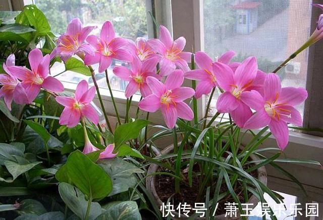 客厅别养“10种花”，虽然很漂亮，却是不利于健康的“危险花”