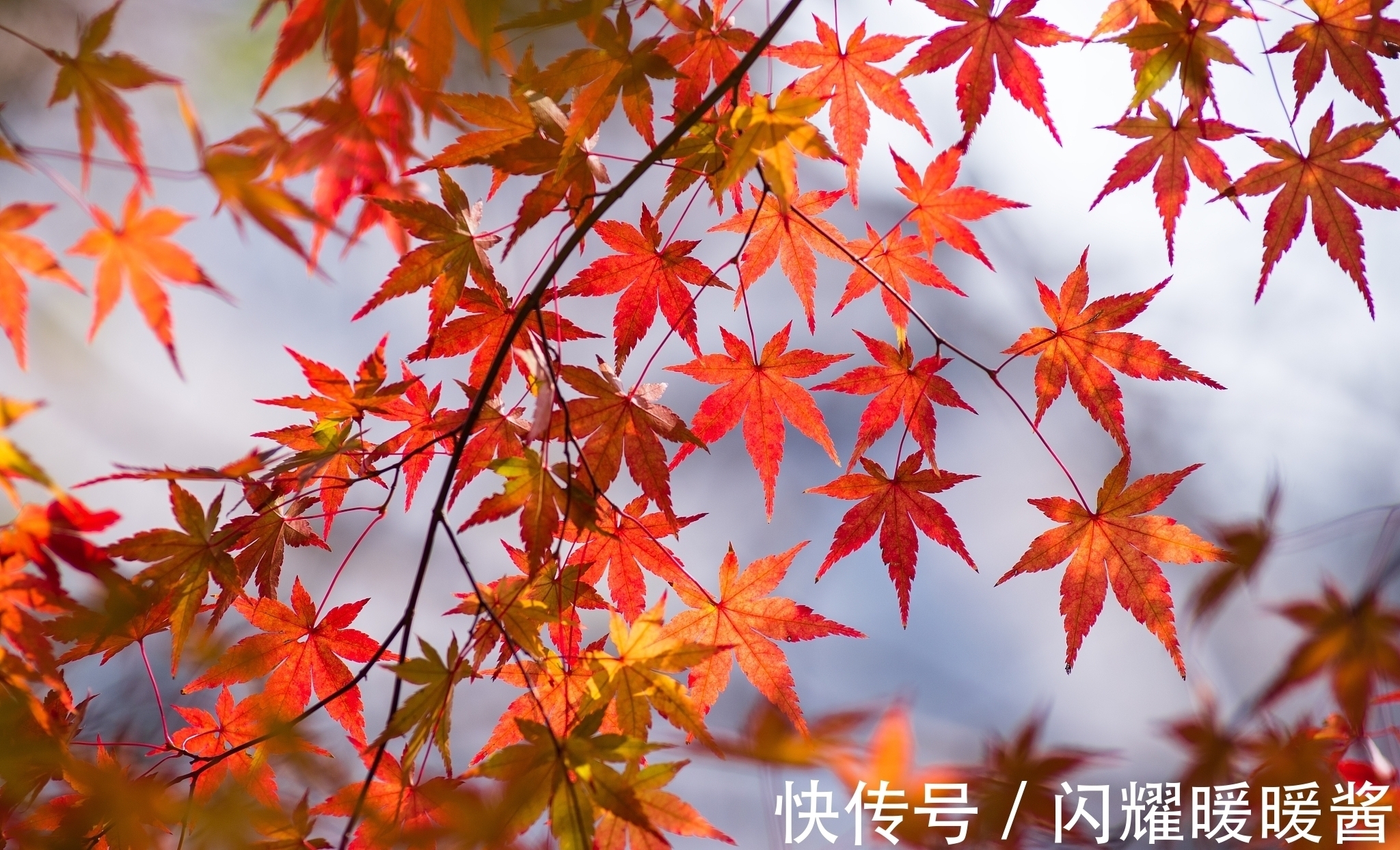 唐朝!寻找秋天最美的诗词,以“秋”为题的诗词排行榜前10名