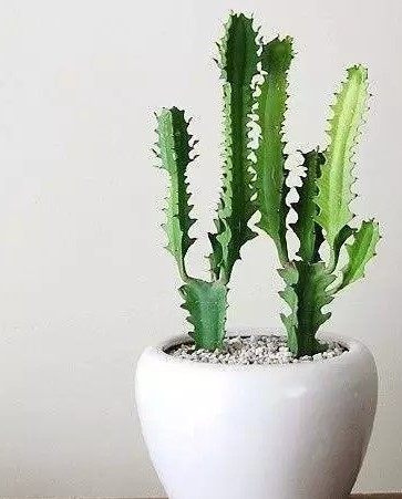 龙骨|最适合客厅摆放的盆栽,堪比空气净化器的绿植,大气又漂亮!