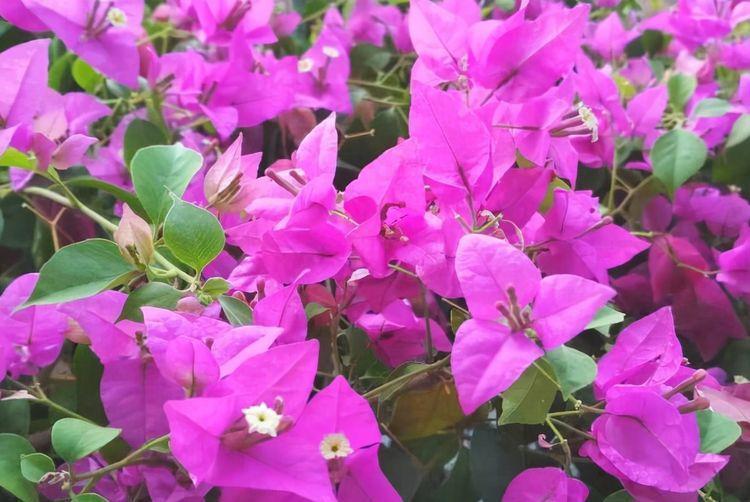 农历9月29日霜降后,养什么花?以下3种花,吉庆有余岁岁平安