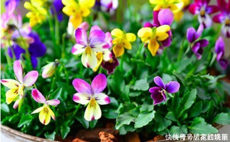 花色|4种花超优秀的，四季都开花，花朵漂亮，养护简单