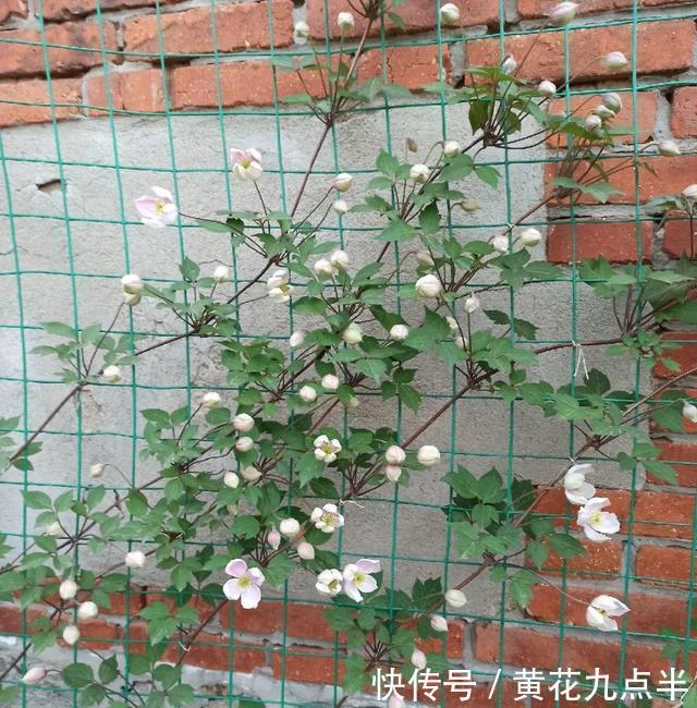 1种花现在剪，芽窜得更多，开出整面大花墙