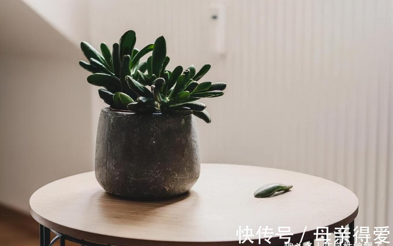 养花重在养根，养好根系要让盆土达到理想状态，关键是要配合平衡