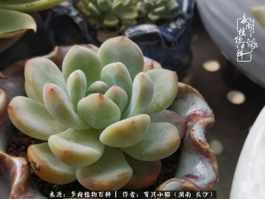 经历一个夏天的摧残，方知皮实好养的多肉才是真爱！