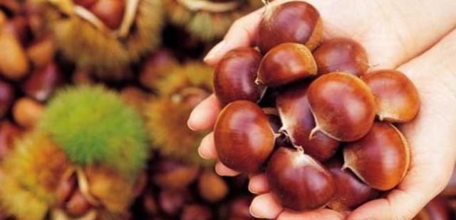 肾之果|天冷了，爱吃板栗的人，身体不会差，但切记与此物同食，要谨记