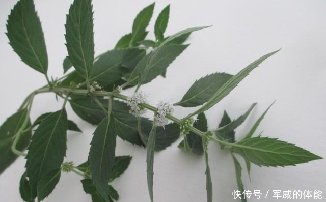 乡间味|薄荷养死两盆后，才明白的道理！薄荷养死两盆后，才明白的道理！