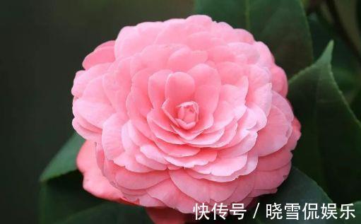 家养|从9月9日开始,家养此款花卉,艳丽夺目,有阳光就爆盆