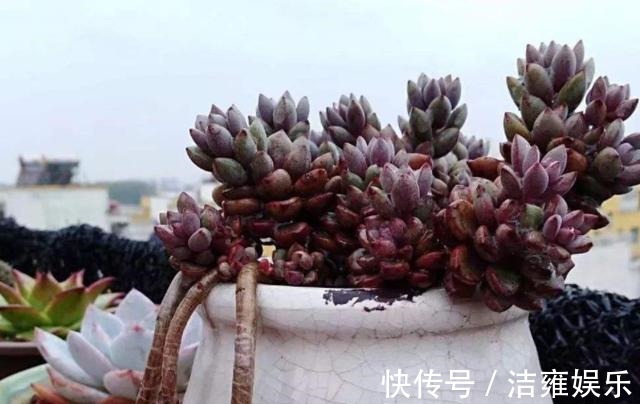 花盆|多肉变老桩,选盆不能凑合,用大盆效果差,教你不用颗粒土养好