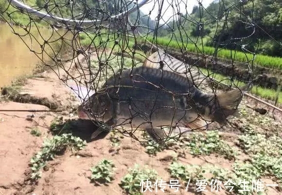 小伙|小伙钓鱼发现鱼不对,仔细一看鱼身没有鳞,吓得后背冒汗直接放生