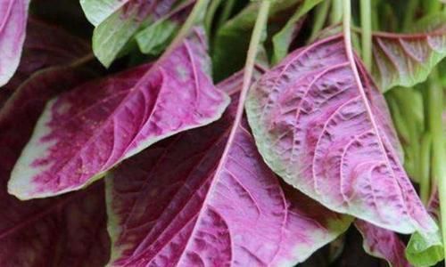 补充蛋白质|想长寿要会吃,多吃以下食物,排毒抗衰,润肤美容,早吃早好