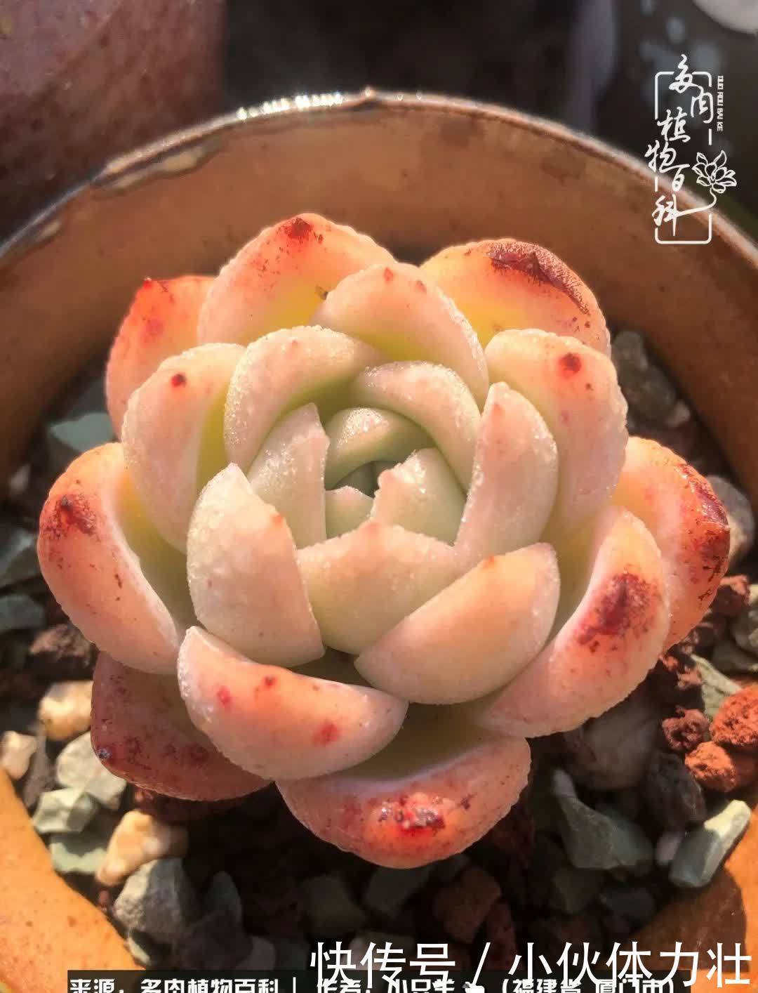 多肉,似星辰大海般的璀璨!