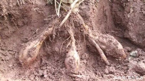 藕粉|平民人参——葛根，好气色喝出来