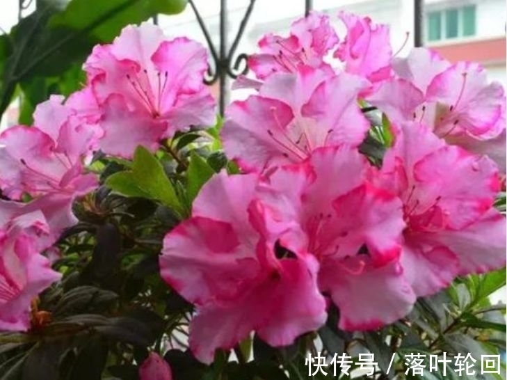 养花就养这几款,全年开花不停,花香四溢,开花旺