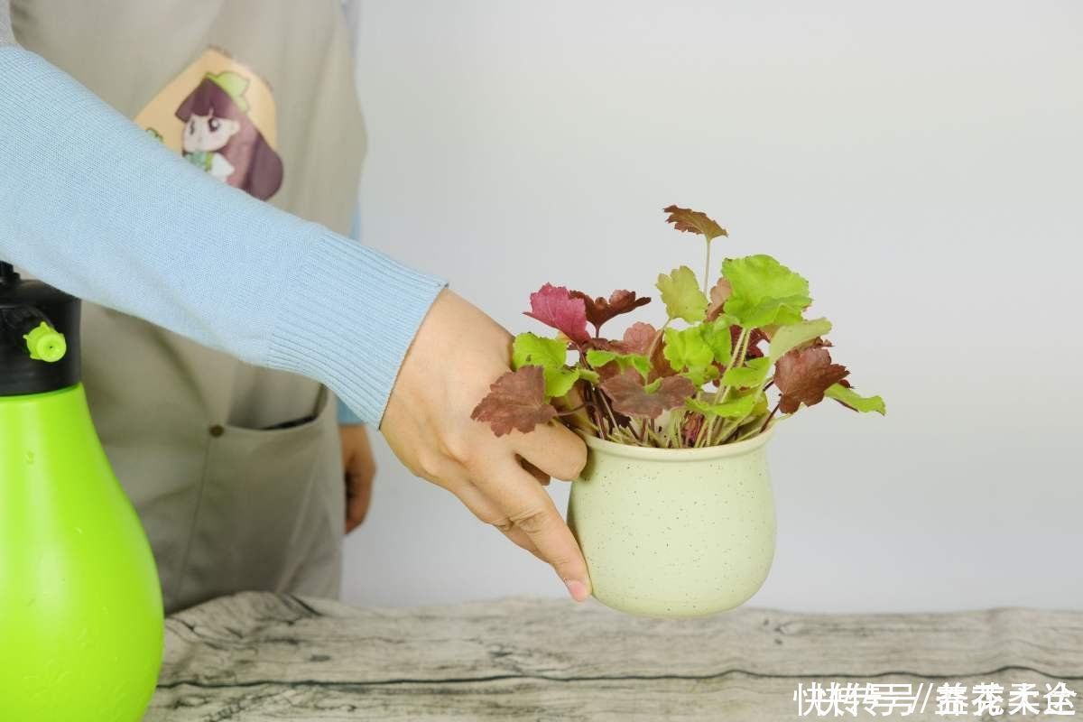 零下|矾根的叶子比花还美,好看又抗冻,零下十几度照样色彩斑斓