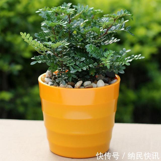 3种“养花宝”，加在盆里，吊兰富贵竹真喜欢，蹭蹭长！