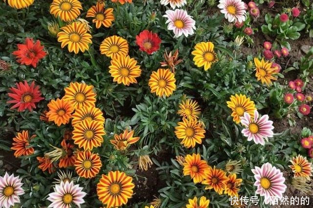 5种强悍花,个个晒不死,不晒就蔫巴,见光开大花,一开300天!