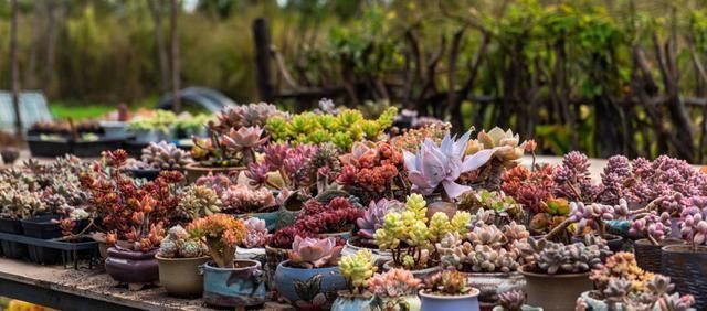 从小|养了5年多肉,从小白变成大神,这些经验送你了