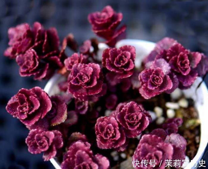 适合家养的几款花卉,提升格调和品味,清新自然,客厅必备