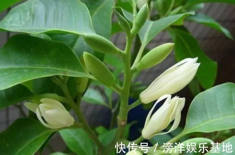 光照|4种花好养易活，旺财又养人，家里养一盆，招财又纳福！