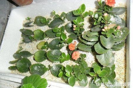 70岁的他,喜欢用“废品”养花种菜,月饼盒、泡沫箱都能用上!