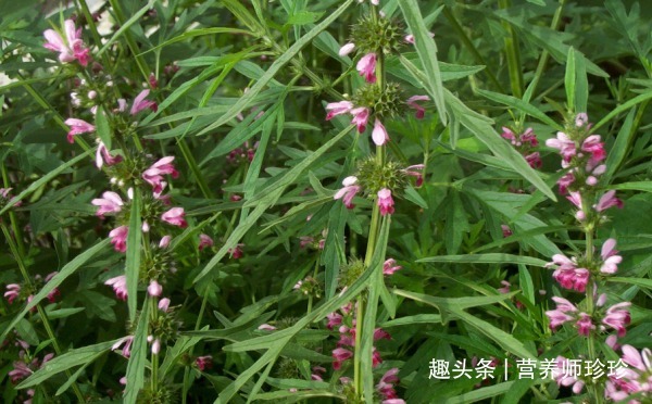 野草|田梗上常见的野草，原来价值这么高，赶紧采摘一些回来晒干煲汤喝