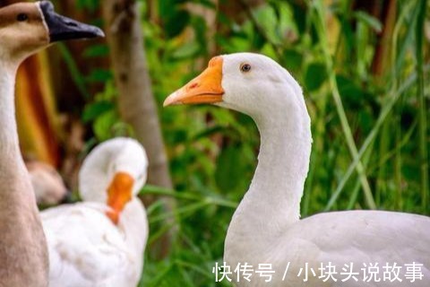 美味佳肴|什么人千万不能吃鹅肉