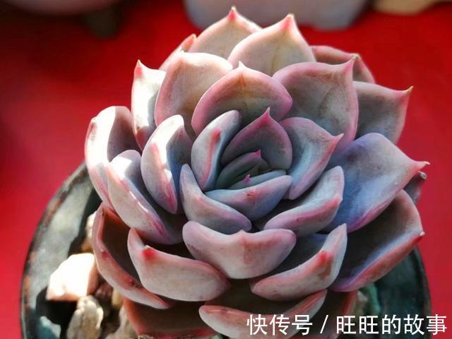 欧娜|十种多肉不但生命力顽强,还从没变丑过,让人怎能不爱
