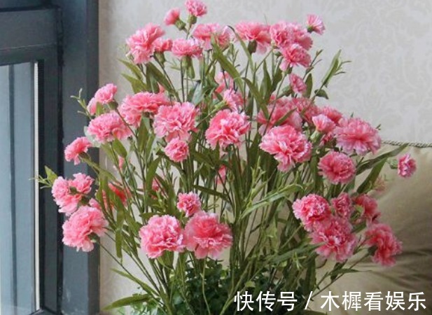 新手养花,不如养盆花中精品“康乃馨”,花朵雍容富丽,绚丽娇艳