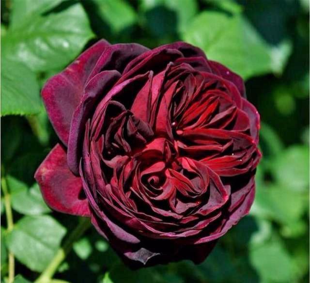 有3种香味的月季,北方也能露养,花色浓艳、神秘,四季花开不断