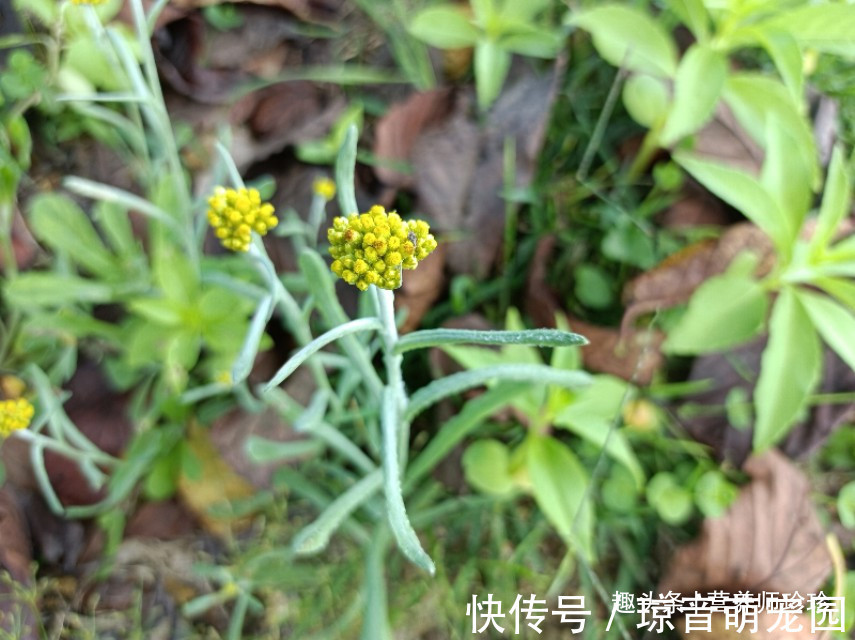 路旁发现这种小黄花,赶紧采摘带回家,晒干泡茶清香扑鼻作用大