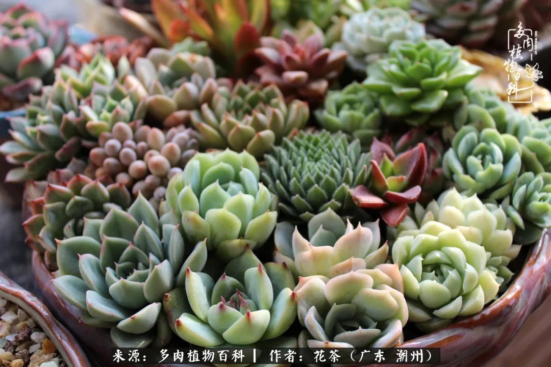 放松心情,静享愉悦,阳光下的多肉是最美的!