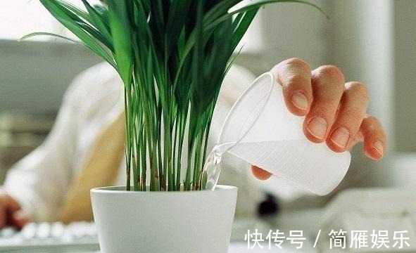 花卉|悄悄告诉你,养花高手都会的10个“小妙招”,学会以后,事半功倍