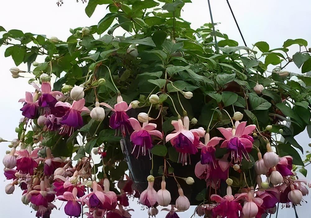 春天买花要谨慎,4种花“夏必死”,新手绕开走,别白花钱