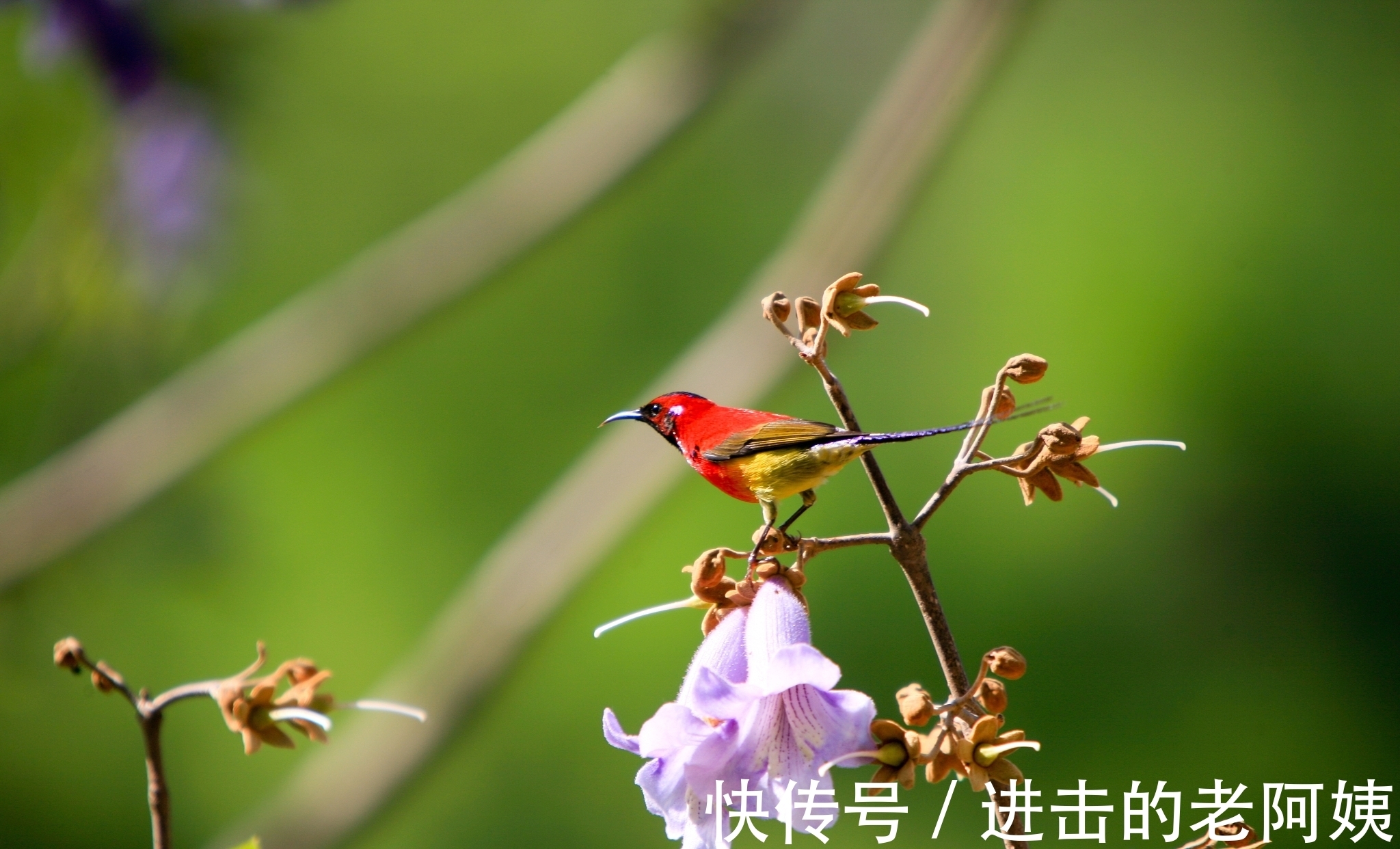 百度文库|诗词欣赏/七绝.藏头嵌名赠鸟语（附悬联并求对）