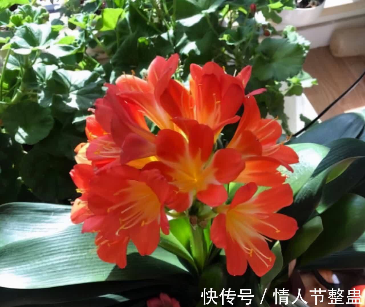 寓意|12种花,建议养一盆,不仅吸收废气,还有“旺财添福”的美好寓意