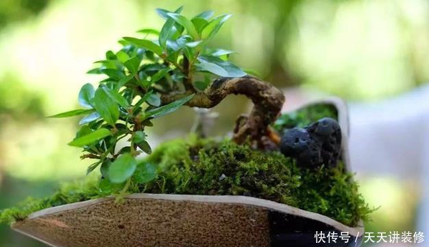 红砖、青瓦、烂木头，一定要拿来养花，一个比一个有韵味