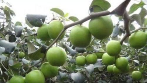 青枣|女性不想变黄脸婆，学会多吃的好食物，排毒润肤，抗衰老，气色好