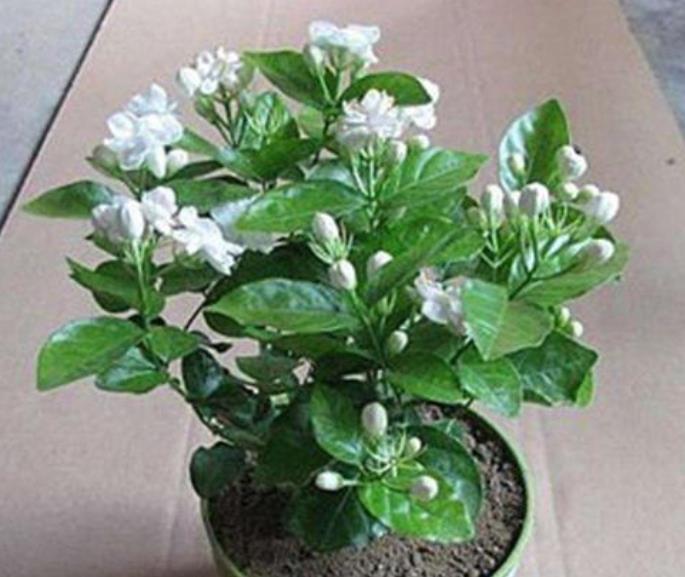 茉莉花|茉莉花干枝黄叶怎么办?1步操作让它焕发第二春,叶绿开花多!