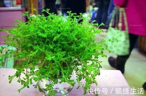 天凉了,室内养上几种花,耐阴又好养,随便养养越长越美!