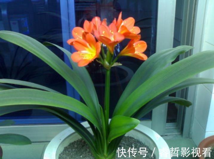 植株|立秋以后，养君子兰满足4个条件，新叶花箭一起长，绽放层叠群花