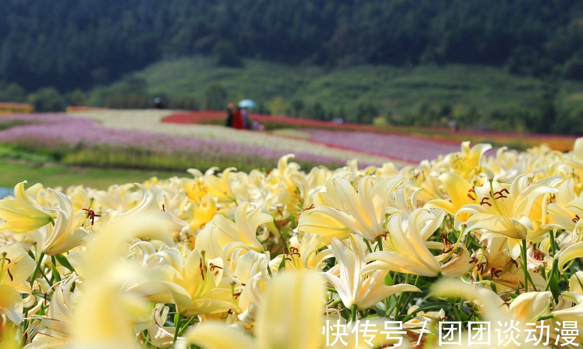 径山镇|秋日赏花，杭州这片唯美花海太“治愈”，满山坡的醉蝶花和百合花