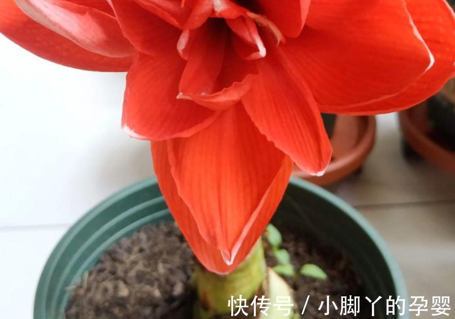 花草盆栽过冬难,该怎么办?从这3个方面下手,先养根