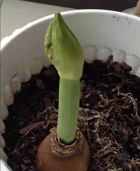  花花草草|老头无意捡到“洋葱头”,种下后开出这种“花”,羡慕死我了!