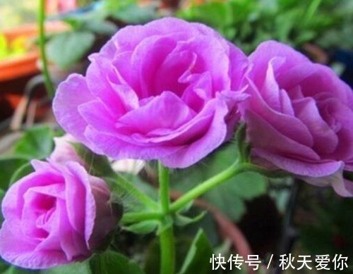 夏日|它花开如“玫瑰”,好养如绿萝,折个枝,插土就活,一开一大团