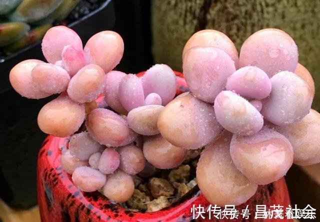 三元缓释肥|养多肉5年，告诉你4种“多肉”值得养，秋天晒一晒，10天变彩色