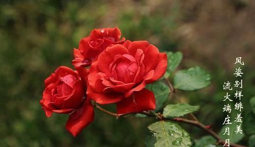  季疏蕾|想要月季花开的漂亮，就用此一招